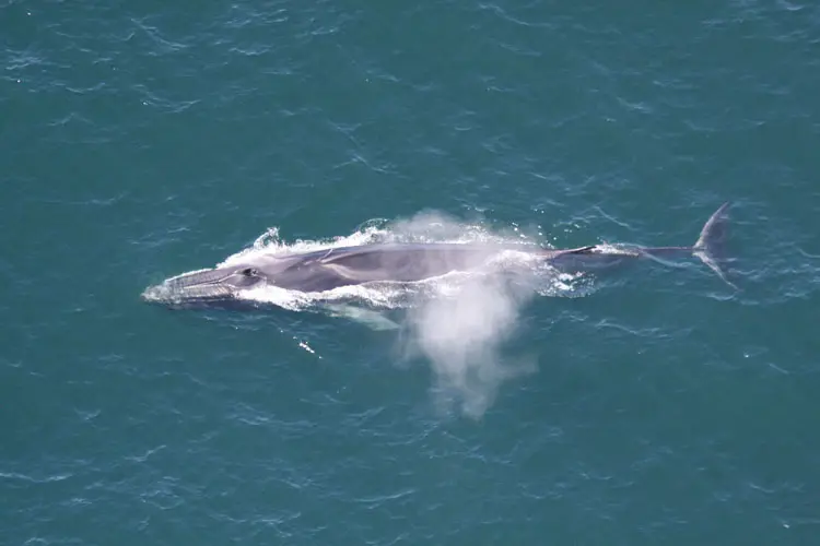 Two fin whales slaughtered in Iceland, FoA reignites calls for tourism boycott