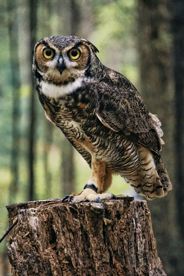 Cheers to RI Gov. McKee for signing bill that phases out the most toxic rodenticides in law