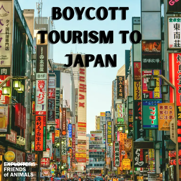 Boycott Japan for doubling down on the archaic practice of whaling
