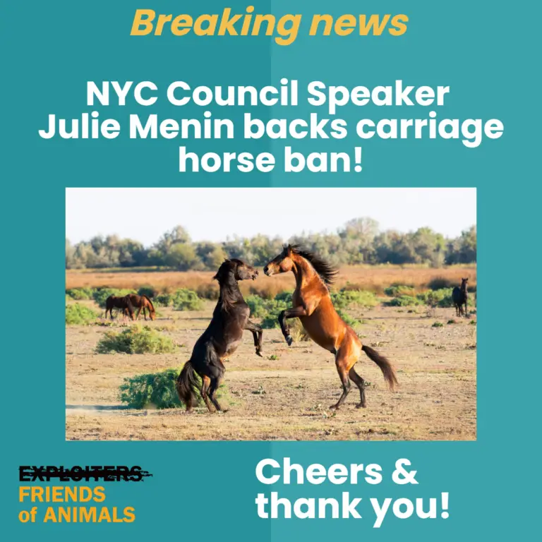 Cheers to NYC Council Speaker Menin for backing bill that would ban carriage trade before public hearing tomorrow