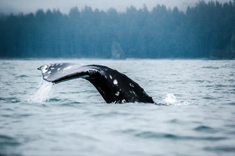 Jeers: Makah Tribe in Washington State seeks whaling permit