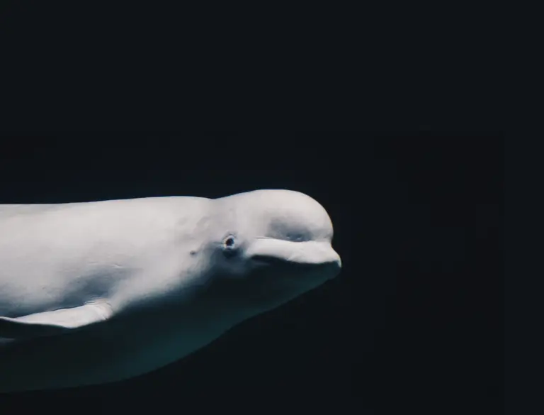 FOA to NOAA: Prohibit the breeding of belugas rescued from Marineland