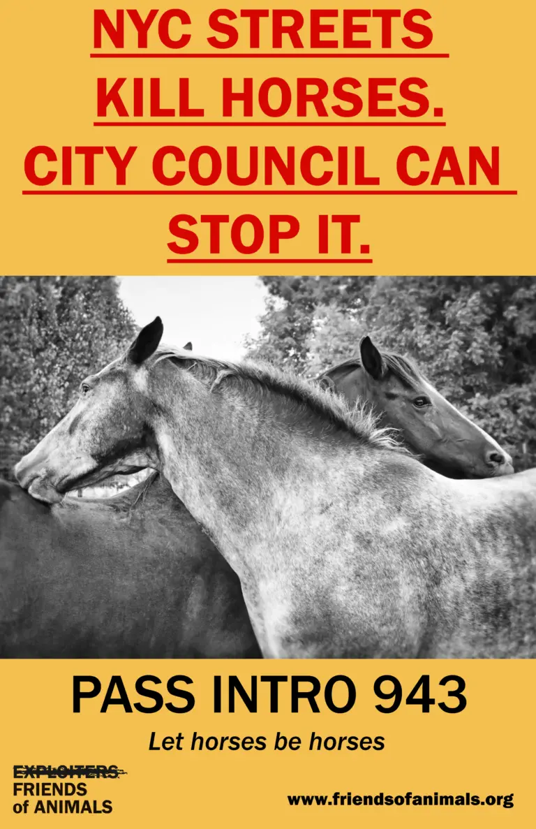 Join FoA in NYC July 15 to rally/testify to end the deadly carriage horse trade