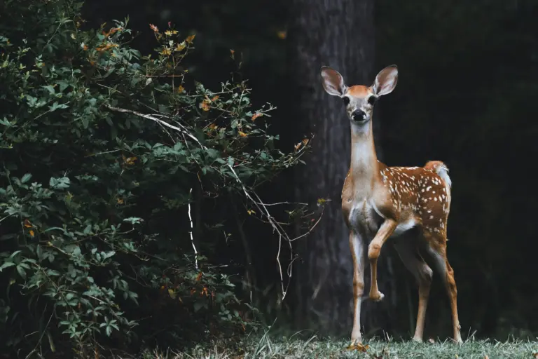 Instead of managing wildlife as pests—live and let live
