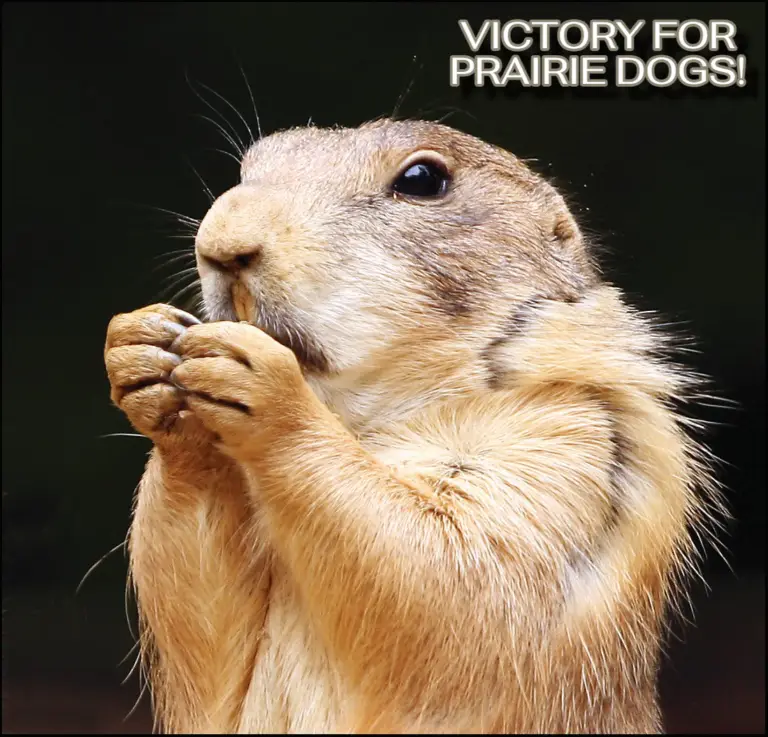 Utah prairie dogs win major court victory thanks to Friends of Animals