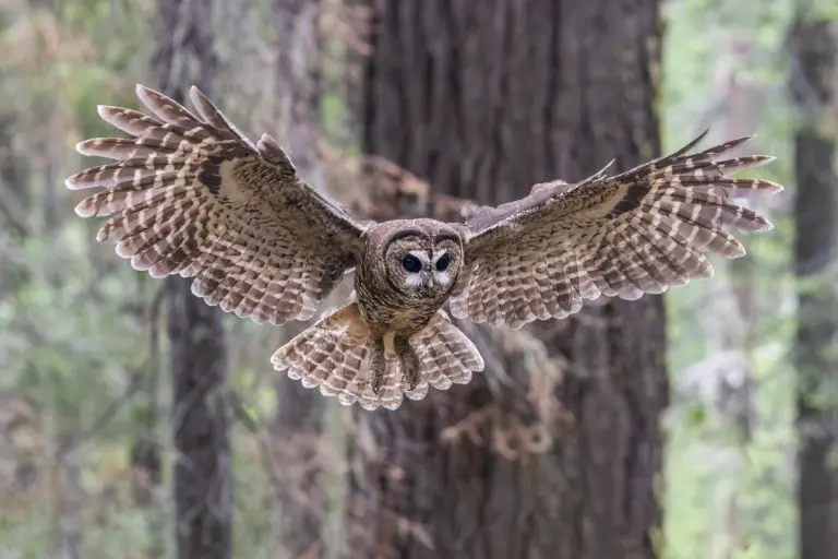 Help us resist the roadless rule rollback and protect essential wild places