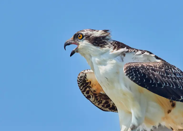 Ospreys send another warning message