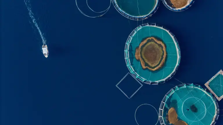 FoA continues efforts to sink fish factory farm as EPA covers up science
