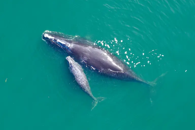 Help us save right whales from extinction! Tell Senators vote NO on H.R. 9436