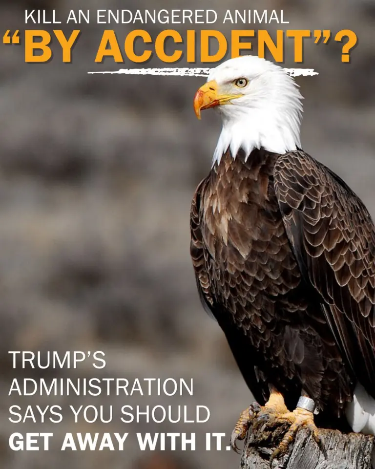 Trump Administration reinterprets Endangered Species Act, further weakening protections