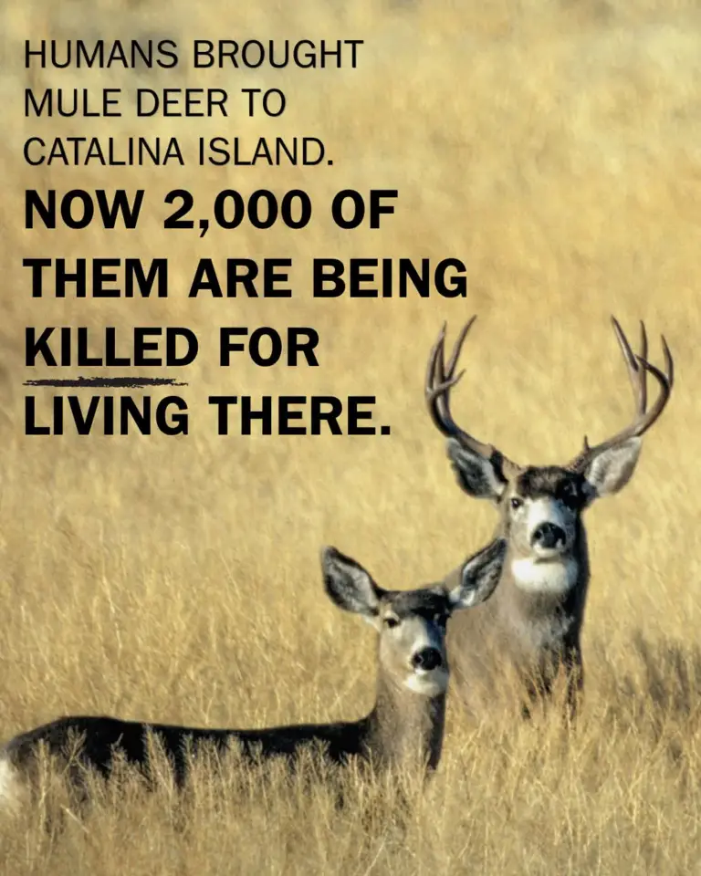 Jeers: Catalina Island Conservancy to destroy island’s 2,000 mule deer