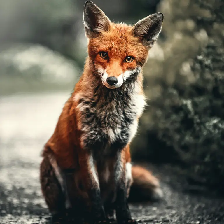 Help us fight largest expansion of hunting in our National Wildlife Refuge System