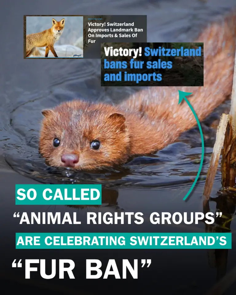 Switzerland’s fur sale ban regulates atrocities instead of abolishing them