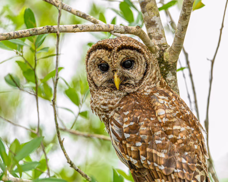 Two more CT towns adopt policies to ban anticoagulant rodenticides