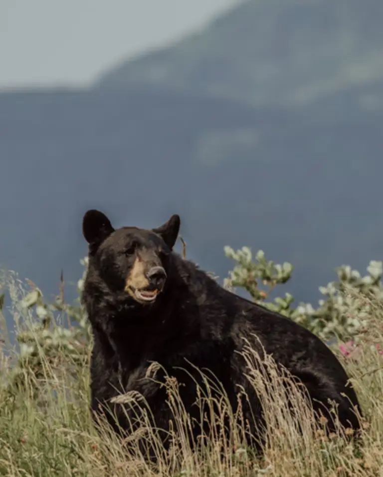 FoA jeers NJ’s black bear massacre, continues to stop carnage in CT
