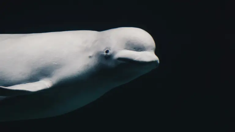 DeepGreen proposed data center would put Cook Inlet beluga whales in peril