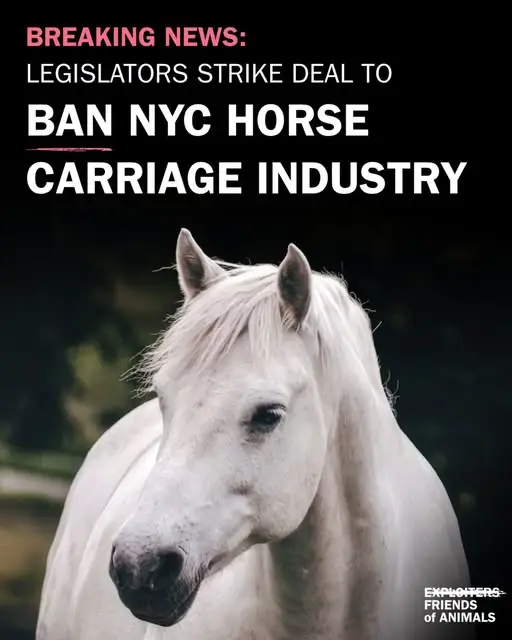 BREAKING NEWS: Legislators strike deal to ban NYC horse carriage industry
