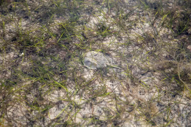 FoA sues Trump administration to get ESA protections for ancient mariner—the Atlantic horseshoe crab—exploited for decades